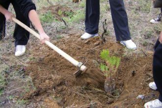 Πάτρα - Ακταίο: Δενδροφύτευση της παραλιακής ζώνης την Πέμπτη