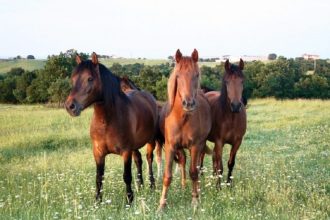 Οδηγίες για την προστασία ιπποειδών εργασίας, εξαιτίας των υψηλών θερμοκρασιών