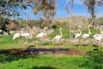 Στήριξη της Αλκυόνης με χρήματα που συγκεντρώθηκαν σε ψυχαγωγική βραδιά της Κοινο_Τοπίας