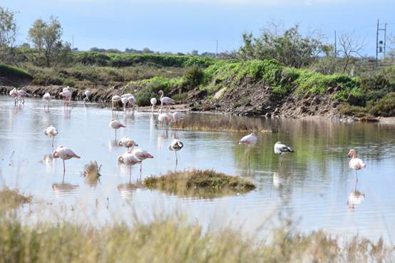 Εκθεση φωτογραφίας της ΟΙΚΙΠΑ: «Η άγρια πανίδα της Ελλάδας»