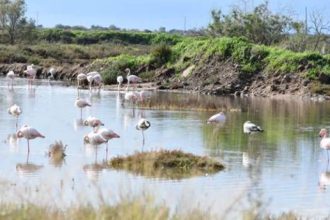 Εκθεση φωτογραφίας της ΟΙΚΙΠΑ: «Η άγρια πανίδα της Ελλάδας»