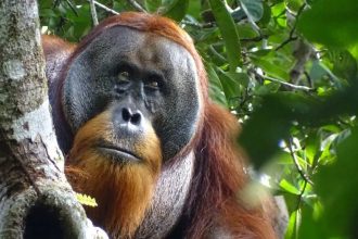 Ουρακοτάγκος θεράπευσε τραύμα του φτιάχνοντας αλοιφή από τροπικό φυτό