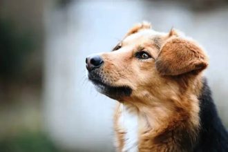 Νέα έρευνα: Πώς αντιδρούν οι σκύλοι όταν μυρίζουν το στρες των ανθρώπων