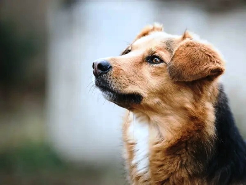 Νέα έρευνα: Πώς αντιδρούν οι σκύλοι όταν μυρίζουν το στρες των ανθρώπων