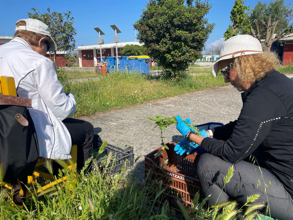 Συλλογή άγριων χόρτων από το Πάρκο Εκπαιδευτικών Δράσεων του Δήμου Πατρέων
