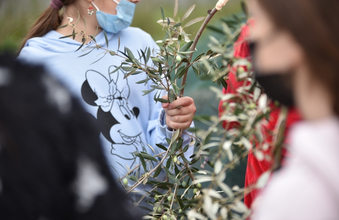 Μαθητές της Πάτρας μάζεψαν ελιές - Το λάδι στο Κοινωνικό Παντοπωλείο στα συσσίτια και στους Δημοτικούς Παιδικούς Σταθμούς