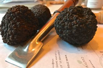 Ο πιο σπάνιος και ακριβός μύκητας που τρώγεται και κοστίζει χιλιάδες ευρώ