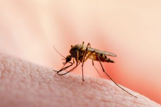 Ιός Δυτικού Νείλου: 257 θάνατοι σε 13 χρόνια στην Ελλάδα – Ποια τα συμπτώματα με βάση την ηλικία