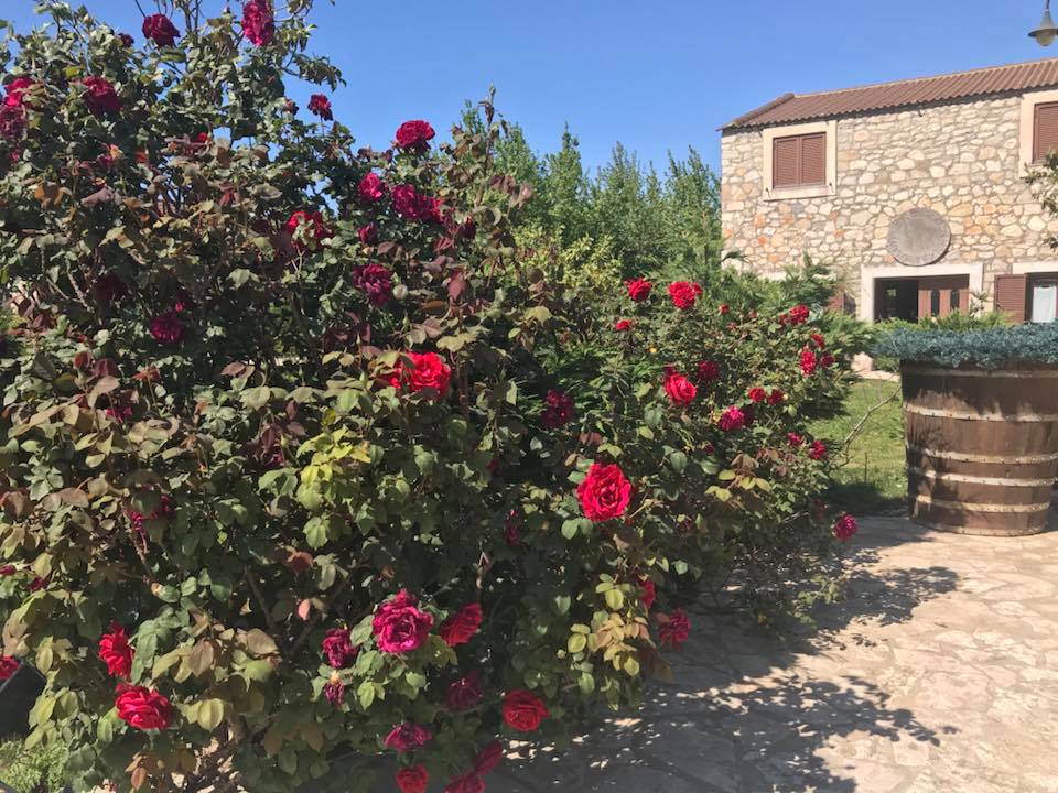 ΙΠΠΟΚΑΜΗΛΟΣ: «Η δική μας αλήθεια για την φιλοζωία»