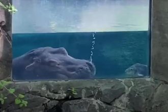 Ο ιπποπόταμος που ροχαλίζει!