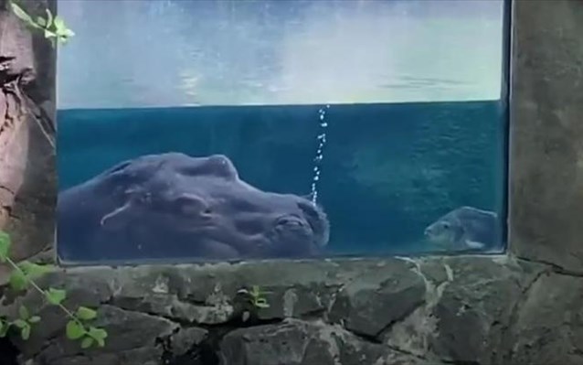 Ο ιπποπόταμος που ροχαλίζει!