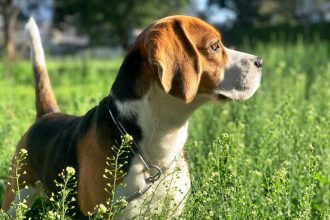 Πώς να βγάλετε βόλτα έναν σκύλο με έντονο κυνηγετικό ένστικτο
