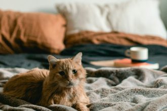 Νιώθει η γάτα σας μοναξιά; Αυτά είναι τα σημάδια που πρέπει να προσέξετε