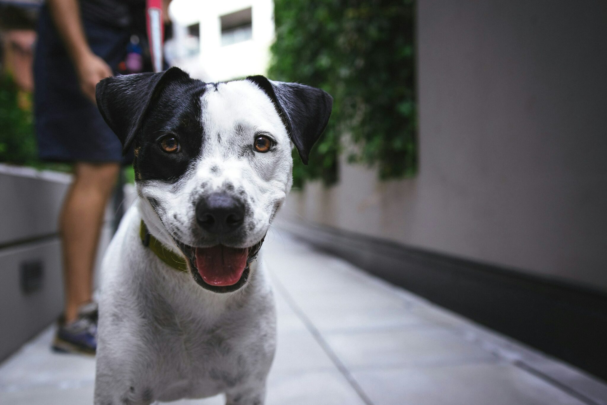 Τι διαισθάνονται οι σκύλοι πριν από εμάς