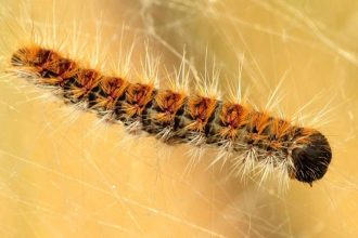 Τι μπορεί να συμβεί κατά την επαφή των κατοικιδίων με τις κάμπιες των πεύκων