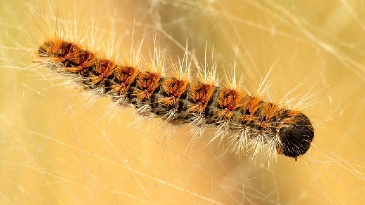 Τι μπορεί να συμβεί κατά την επαφή των κατοικιδίων με τις κάμπιες των πεύκων