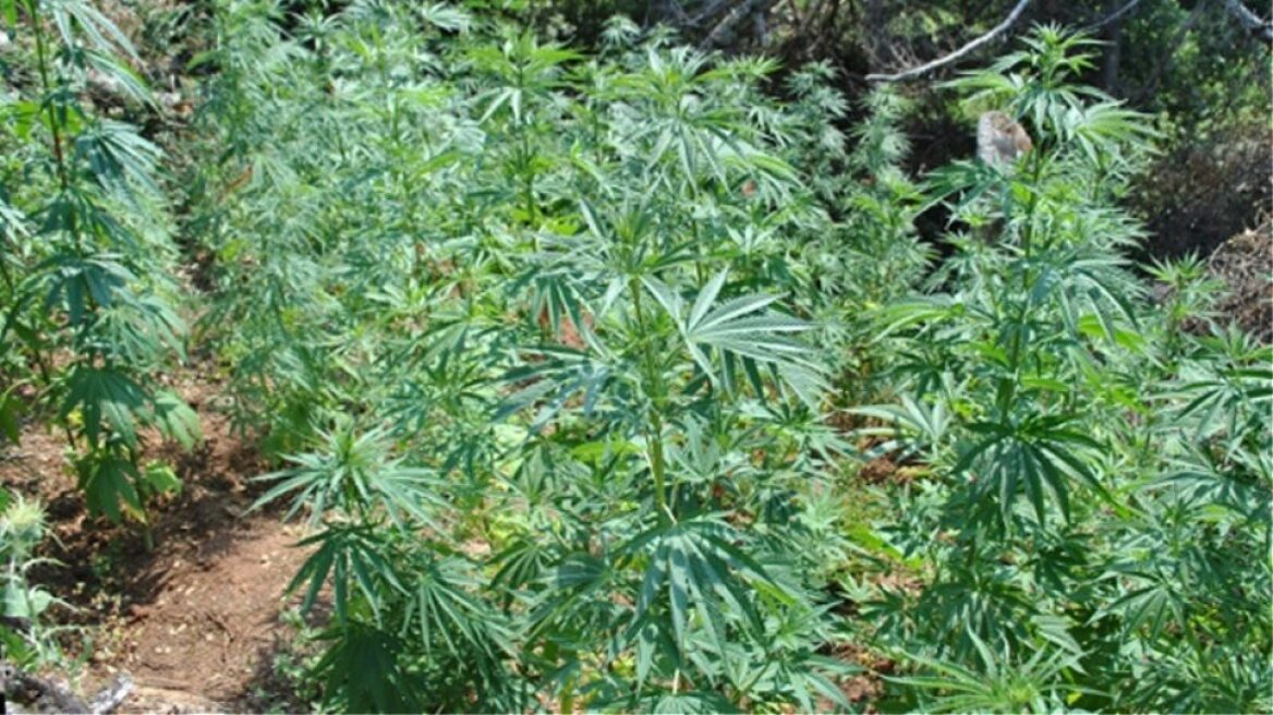 Χασισοφυτεία με περισσότερα από 1.000 δενδρύλλια "μύρισαν" αστυνομικοί στη Ναυπακτία (ΦΩΤΟ)