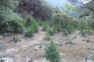 Ανοίγει η συζήτηση για την ιατρική χρήση της κάνναβης