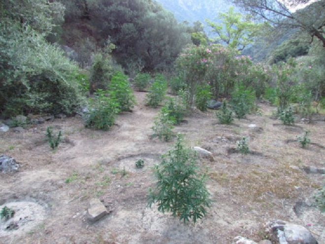 Ανοίγει η συζήτηση για την ιατρική χρήση της κάνναβης