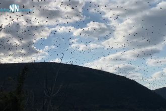 Τί όμορφη εικόνα! Χιλιάδες καραβέλια στο Τρίκορφο Ναυπακτίας - ΒΙΝΤΕΟ