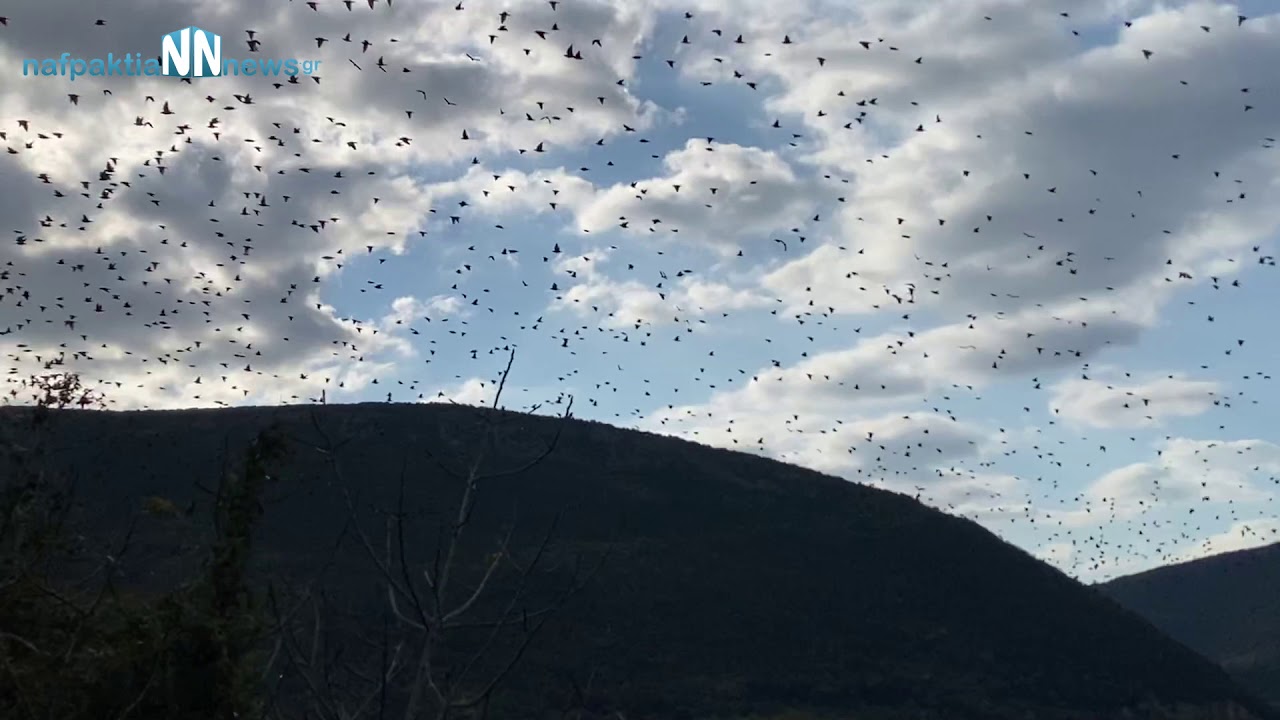 Τί όμορφη εικόνα! Χιλιάδες καραβέλια στο Τρίκορφο Ναυπακτίας - ΒΙΝΤΕΟ