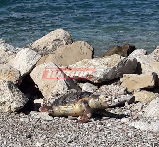 Πάτρα: Νεκρή θαλάσσια χελώνα στην Ηρώων Πολυτεχνείου - ΦΩΤΟ