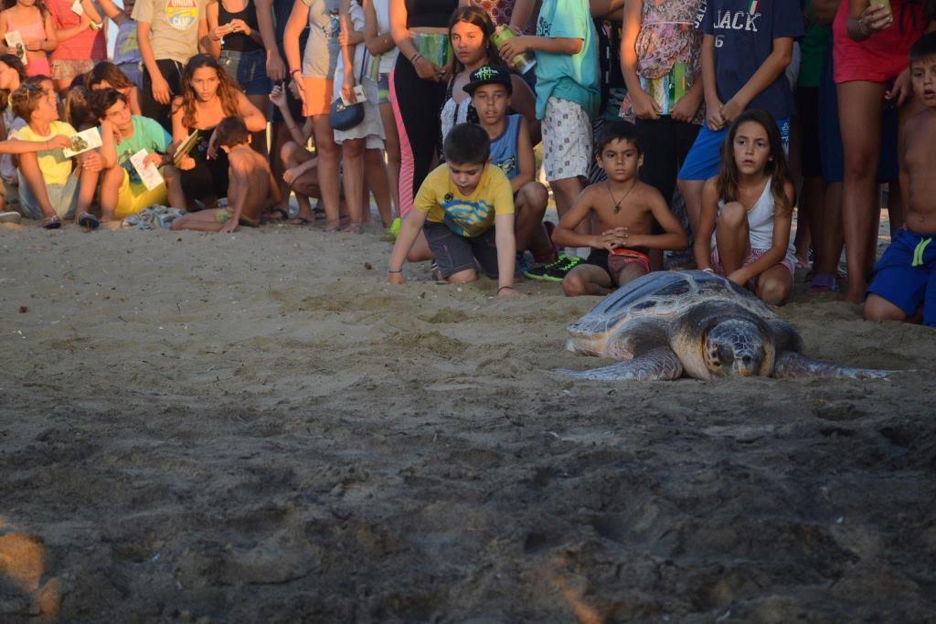 «Η επιστροφή του “Νίκου”! Οι πολίτες στείλανε το περιβαλλοντικό τους μήνυμα για την προστασία της θαλάσσιας χελώνας Caretta caretta»