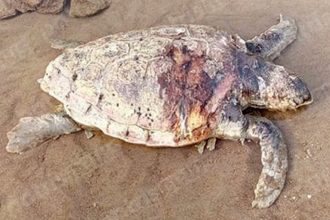 Ακόμα μια καρέτα - καρέτα νεκρή