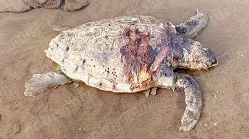 Ακόμα μια καρέτα - καρέτα νεκρή