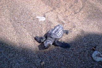 Ξεκίνησε η περίοδος ωοτοκίας του 2020 για την Caretta caretta στον Κυπαρισσιακό Κόλπο