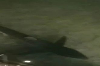 Kαρχαριοειδές στο Ρίο … δύο μέτρα από την ακτή! ΒΙΝΤΕΟ