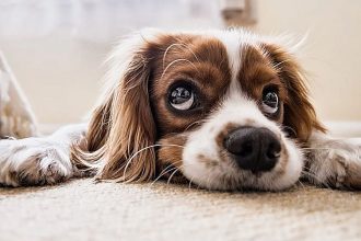 Αυτά είναι τα πράγματα που κάνετε και εκνευρίζετε τον σκύλο σας