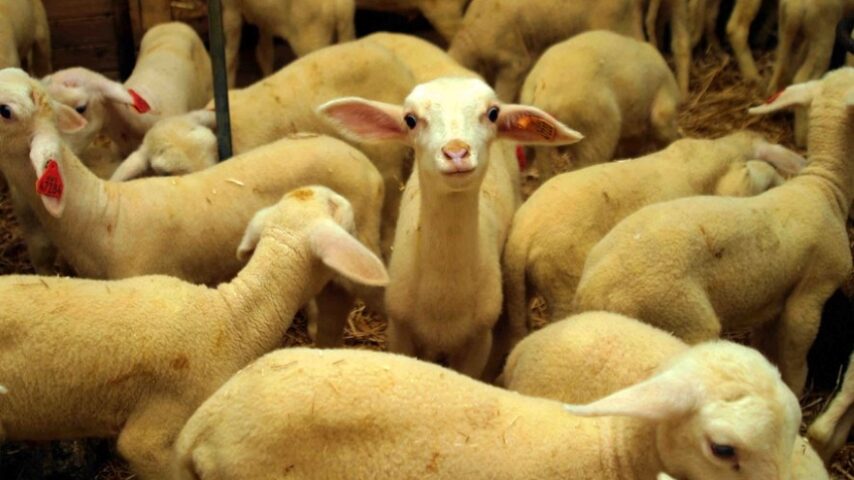 Περιφέρειας Δυτικής Ελλάδας: Ισχυρές συστάσεις της κτηνιατρικής για την αποφυγή καταρροϊκού πυρετού σε μηρυκαστικά