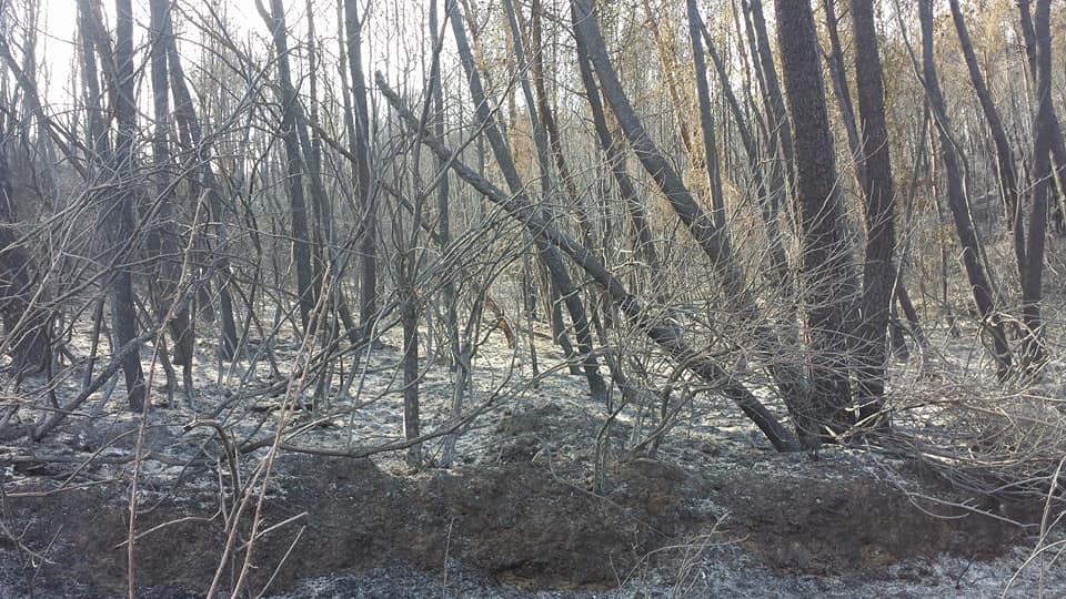 «Εκστρατεία» αναδάσωσης στα καμένα της δυτικής Αχαΐας από τους «Ανήσυχους Δυμαίους»