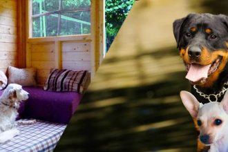 Όλα όσα πρέπει να γνωρίζουμε όταν ταξιδεύουμε με το κατοικίδιό μας