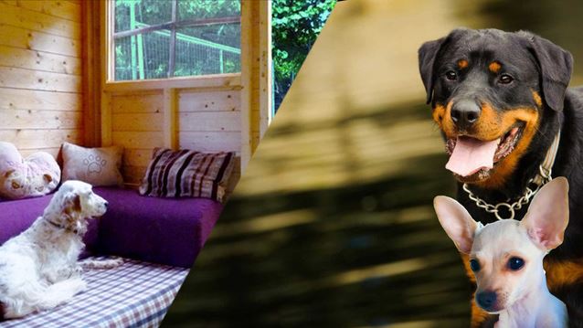 Όλα όσα πρέπει να γνωρίζουμε όταν ταξιδεύουμε με το κατοικίδιό μας