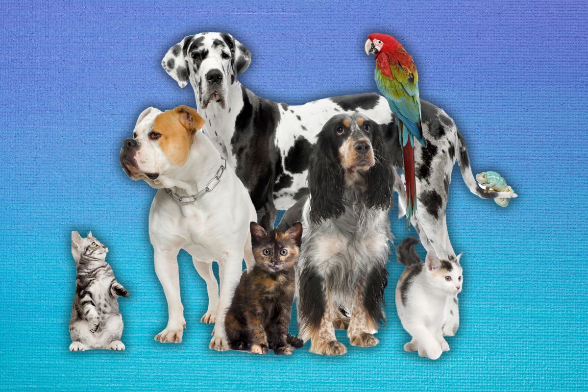 Τι αποκαλύπτει το κατοικίδιο σας για την προσωπικότητα σας