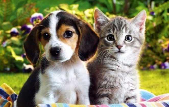 Ποιο είναι το ο ιδανικό κατοικίδιο ανάλογα με το ζώδιό σας