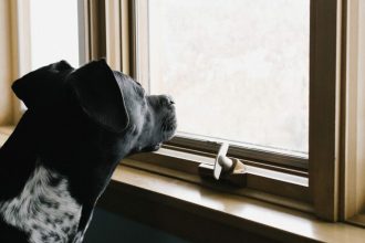 Άγχος αποχωρισμού & σκύλος: Αιτίες και τρόποι αντιμετώπισης