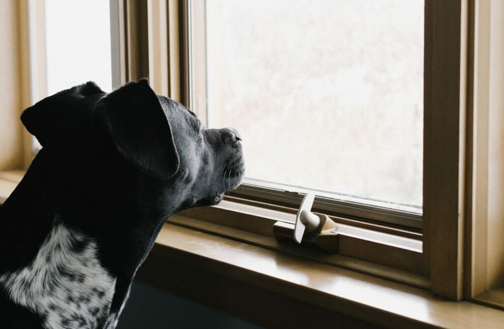 Άγχος αποχωρισμού & σκύλος: Αιτίες και τρόποι αντιμετώπισης