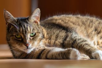 Η αφυδάτωση απειλεί (και) την υγεία της γάτας – Πώς μπορείτε να την αποφύγετε