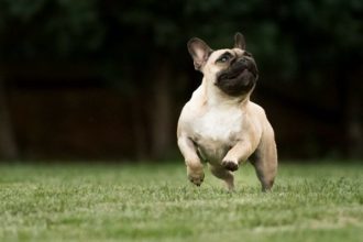 Ο σκύλος της φυλής Γαλλικό Μπουλντόγκ: Δυνατός, θαρραλέος, απαιτητικός και χαδιάρης