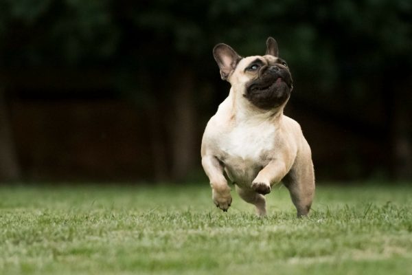 Ο σκύλος της φυλής Γαλλικό Μπουλντόγκ: Δυνατός, θαρραλέος, απαιτητικός και χαδιάρης