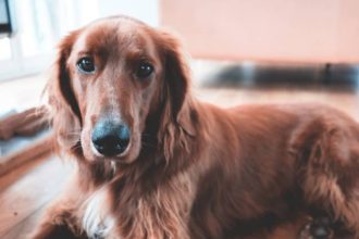 Τι είναι το ανάποδο φτέρνισμα στους σκύλους και τι το προκαλεί ΒΙΝΤΕΟ