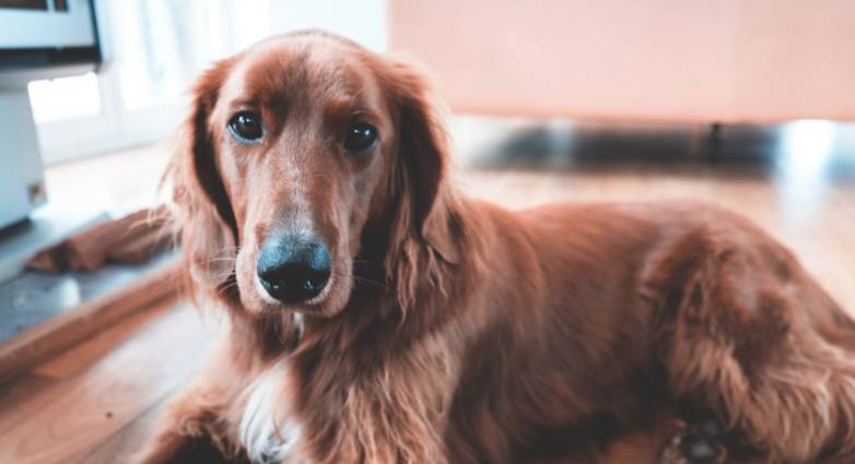 Τι είναι το ανάποδο φτέρνισμα στους σκύλους και τι το προκαλεί ΒΙΝΤΕΟ