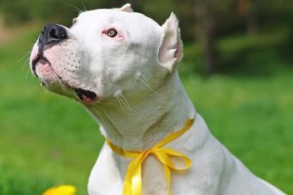 Τι σημαίνει όταν ο σκύλος φορά κίτρινη κορδέλα