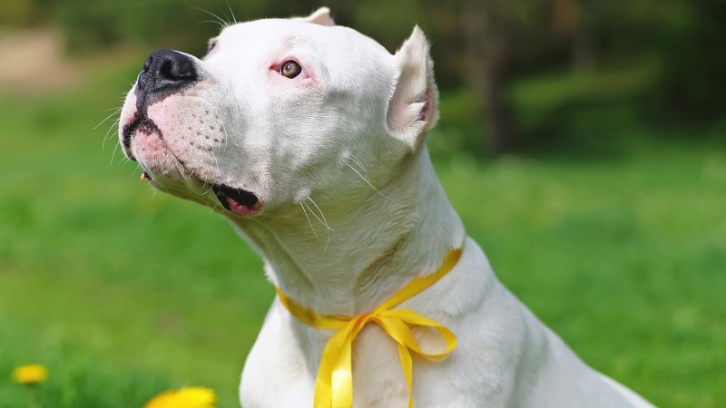 Τι σημαίνει όταν ο σκύλος φορά κίτρινη κορδέλα