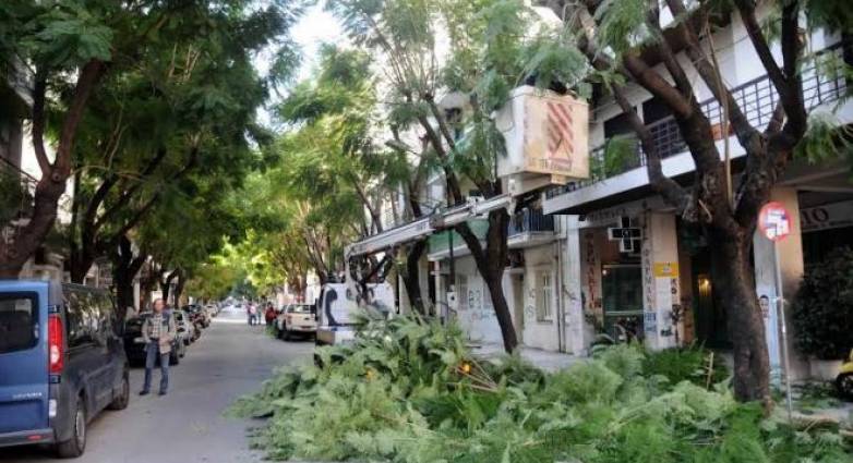 Πάτρα: Κλάδεμα δέντρων σήμερα Κυριακή στην Ελληνος Στρατιώτου - Παρακαλούνται οι οδηγοί να μην παρκάρουν