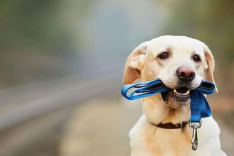 Βόλτα: Ο σκύλος ξέφυγε από το λουρί του. Τώρα τι κάνουμε;