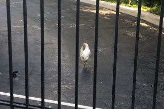 Μια… κότα στο προαύλιο του Μεγάρου Μαξίμου